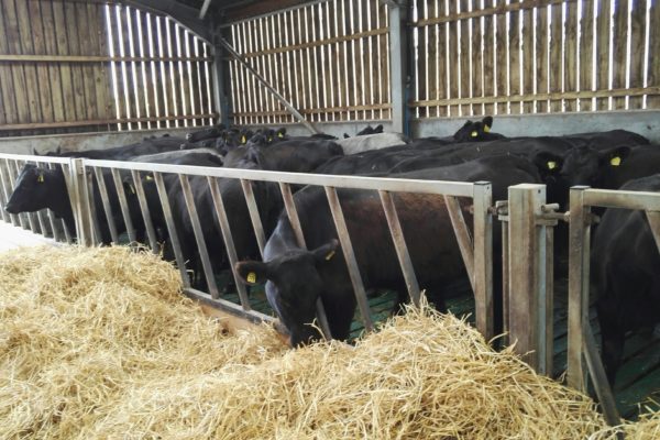 Cow eating hay or straw