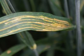 A close up of an infected leaf showing the yellow pustules and the clear stripes that are characteristic of the disease 
