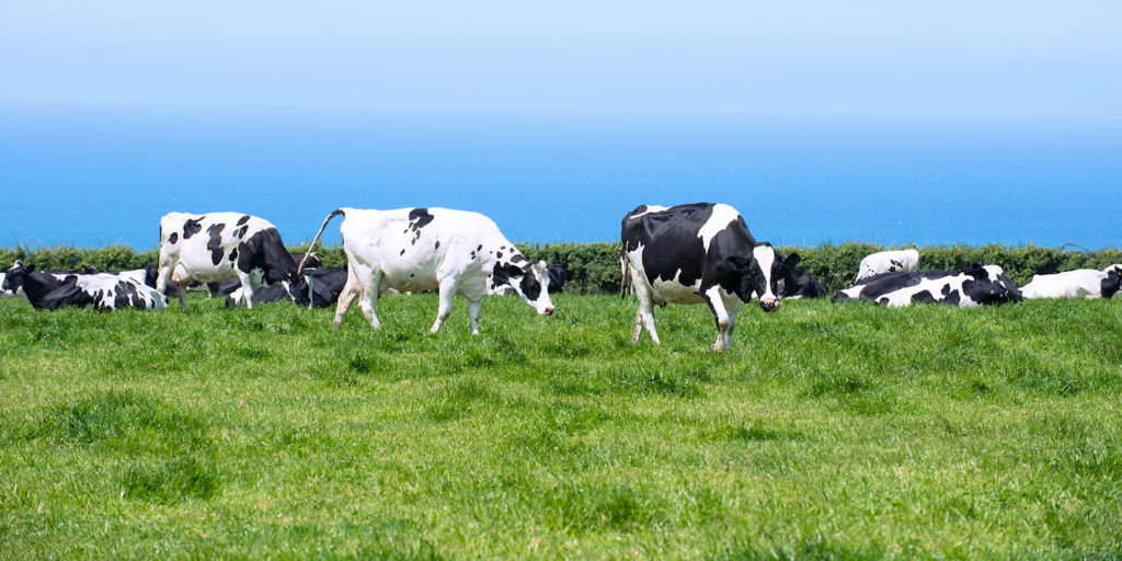 Dairy cows in lush pasture in Cornwall, UK with blue ocean in background