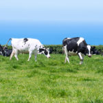 Dairy cows in lush pasture in Cornwall, UK with blue ocean in background