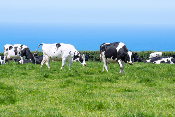 Dairy cows in lush pasture in Cornwall, UK with blue ocean in background