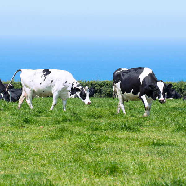 Dairy cows in lush pasture in Cornwall, UK with blue ocean in background