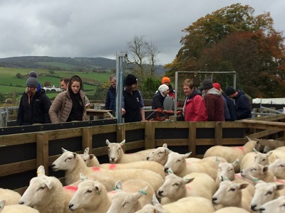 Group of people standing at a sheep race