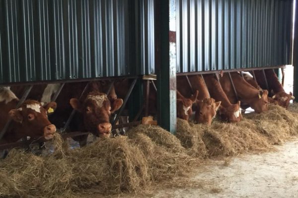 cows eating silage through a feed rail