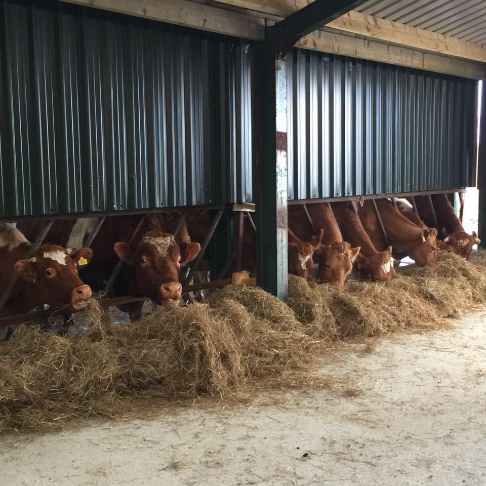 cows eating silage through a feed rail