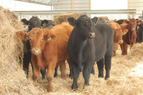 Housed store cattle