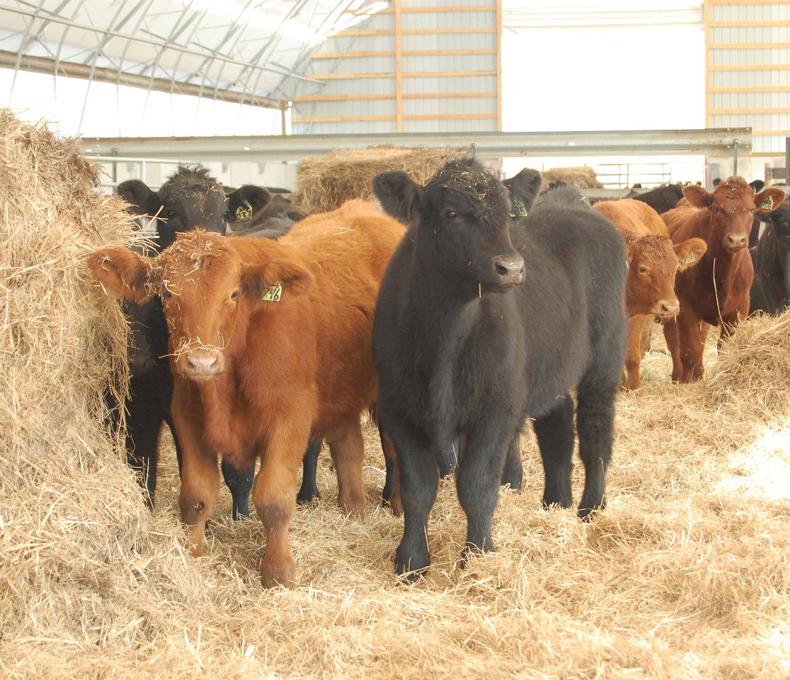 Housed store cattle