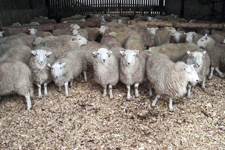 Targeting Use Of Limited Straw Bedding, Helping farmers in Scotland