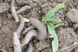 Leatherjackets on soil