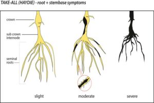 Diagram showing the symptoms on plant stem and roots of Take-all. Picture courtesy of Dept. Food Agriculture Western Australia