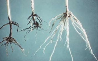 Photo showing take-all root damage