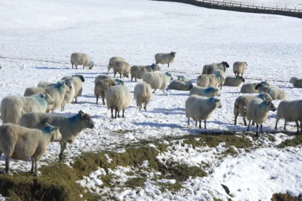 Sheep eating hay in a snow covered field