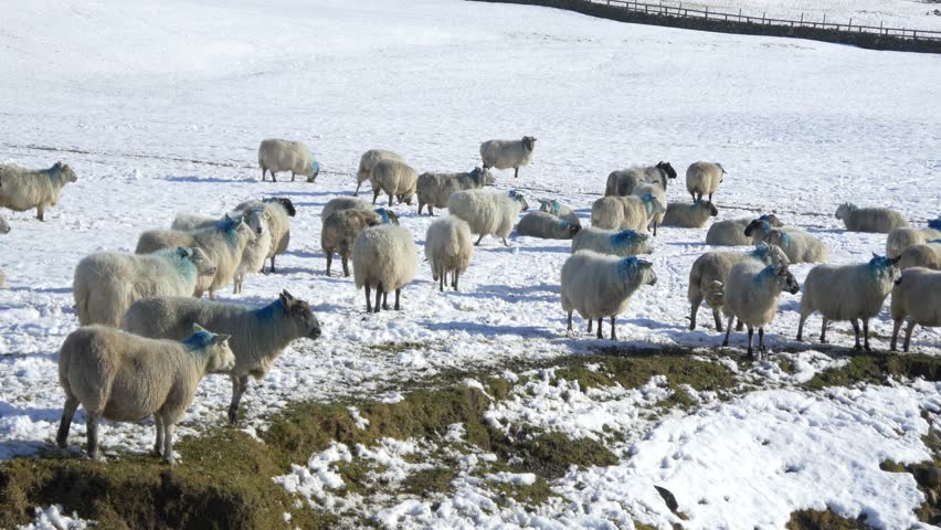 Sheep eating hay in a snow covered field