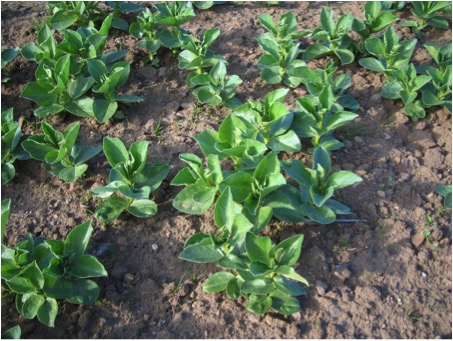 Winter beans showing slightly uneven emergence and growth in poor autumn drilling conditions.