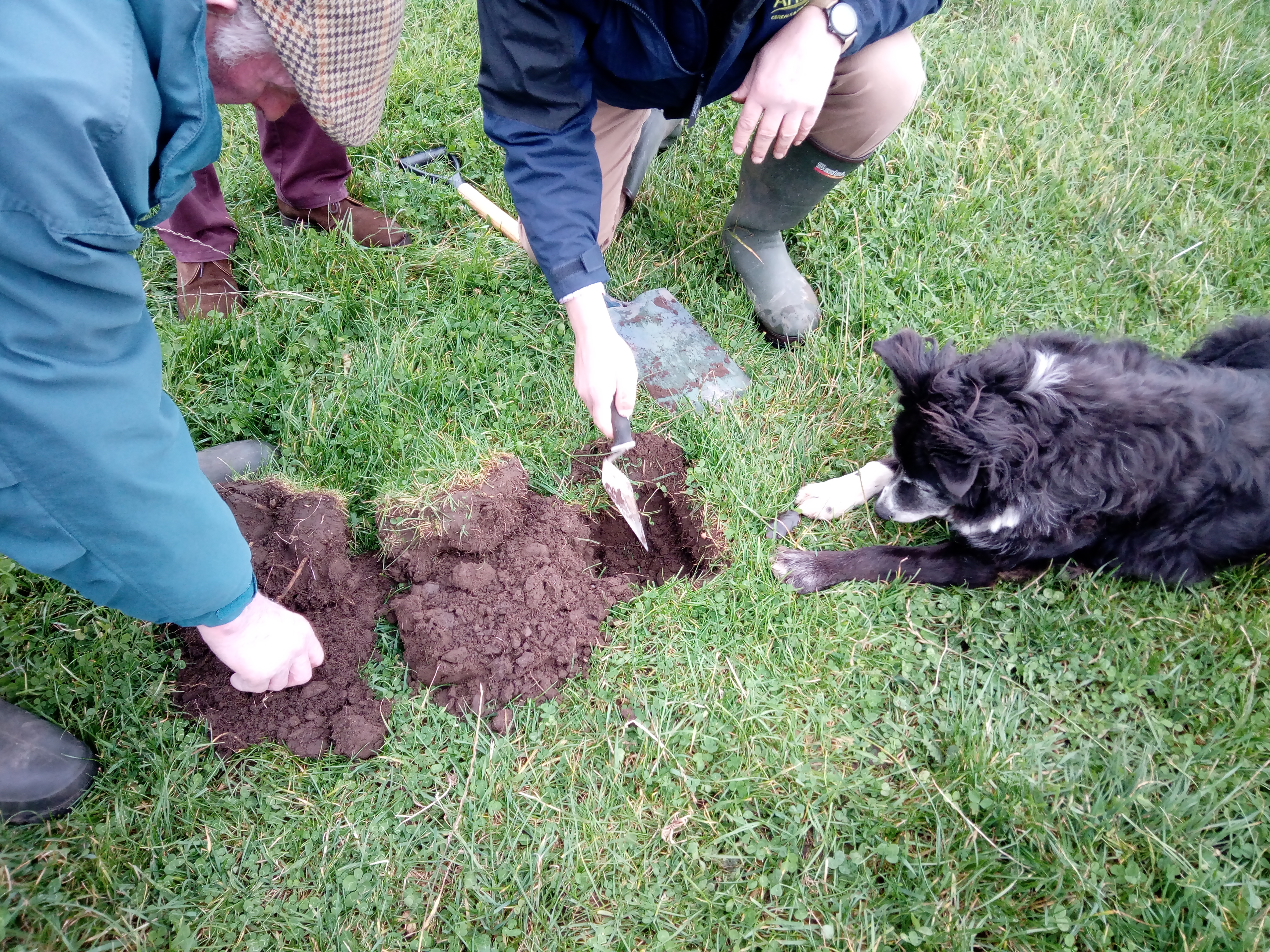 Two men digging a small hole for a soil assessment, in a grass/clover field. There is a black dog lying nearby watching them closely!