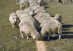 Feeding sheep