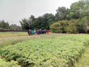 A group of people (in the distance) walking through the trial plots at SRUC's Woodland's field trial site at Craibstone