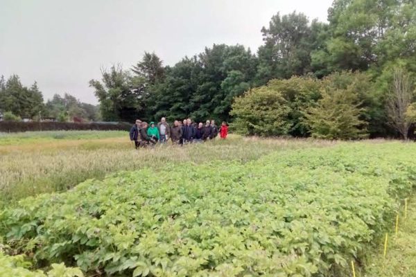 A group of people (in the distance) walking through the trial plots at SRUC's Woodland's field trial site at Craibstone