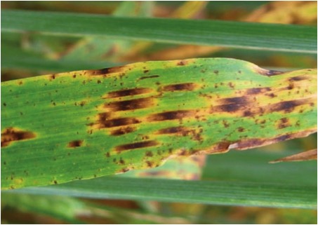 Identification is tricky as barley gets lots of spots but the classic  4 ‘R’s  of ramularia ID are rectangular spots (bounded by the veins), ring of yellowing (as the disease draws nutrients in to itself), reddish in colour and right through the leaf (sun scorch and physiological spots are usually just on the upper surface so if you turn the leaf over and the spots vanish then it is not ramularia). 