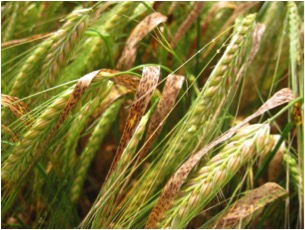 Ram3 Ramularia in the field causing early and rapid loss of green leaf area