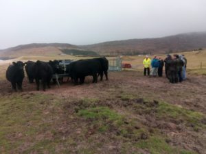 A group of people in a field, on a cloudy day with cattle eating silage beside them