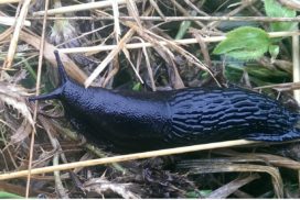 a black slug gliding across winter grass