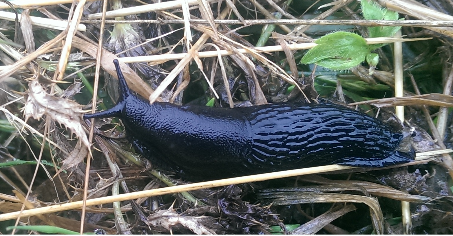 a black slug gliding across winter grass