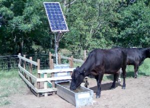 Solar powered water pump and trough with black cow drinking from the trough
