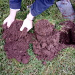 Examining soil dug from a hole in a grass/clover field