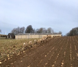 Field of forage beet being strip grazed by a flock of sheep, with a farm steading in the background