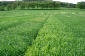 Disease ratings in spring barley varieties have improved and range from 4 to 7 for Rhynchosporium and 6 to 9 for mildew. 