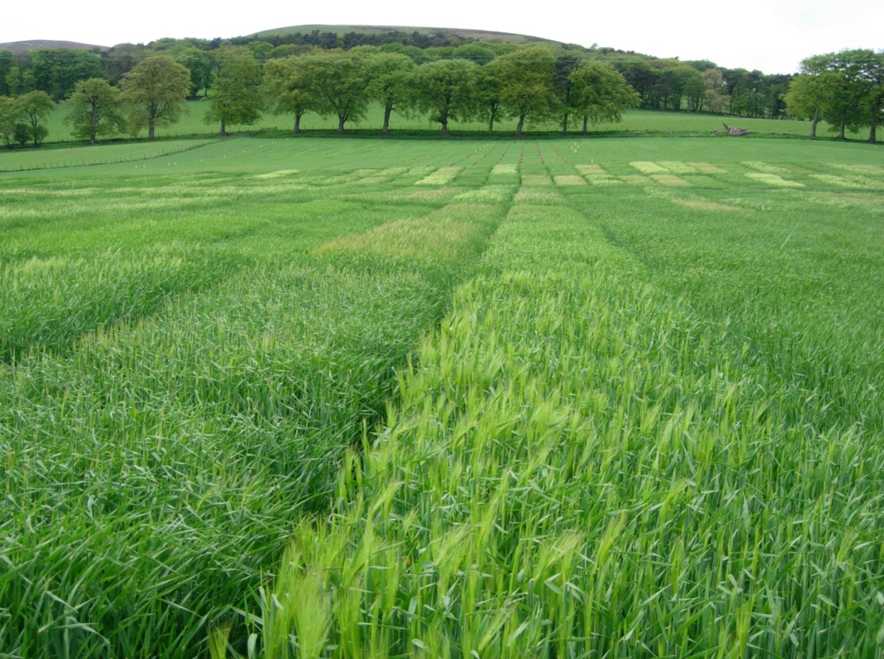 Disease ratings in spring barley varieties have improved and range from 4 to 7 for Rhynchosporium and 6 to 9 for mildew. 