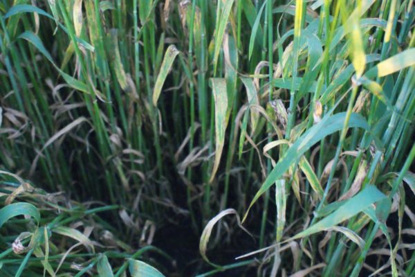 Standing barley showing signs of Rhynchosporium disease with brown and yellow areas developing on the leaves.