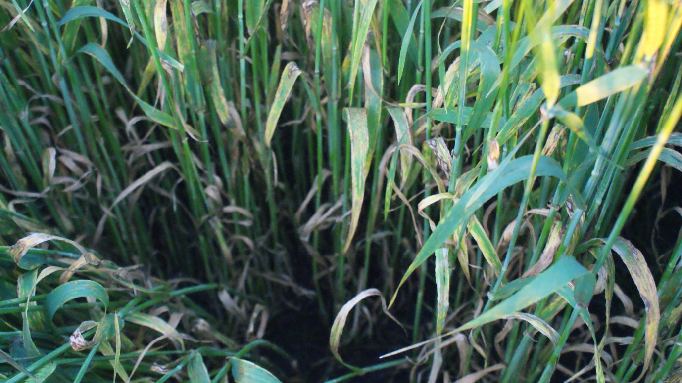 Standing barley showing signs of Rhynchosporium disease with brown and yellow areas developing on the leaves.