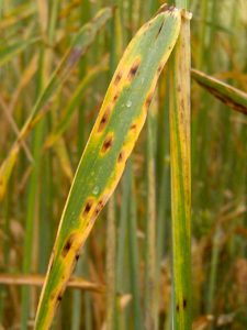 Although all spring barley varieties are rated either 6 or 7 for ramularia they are all susceptible given conducive weather. 