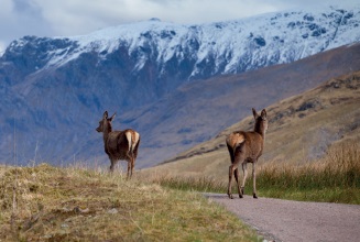 Two deer walking up a highland roadway with snow capped hills in the background