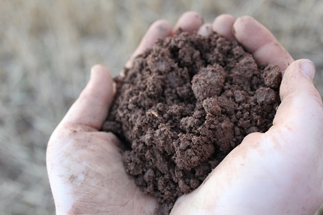 A handful of soil