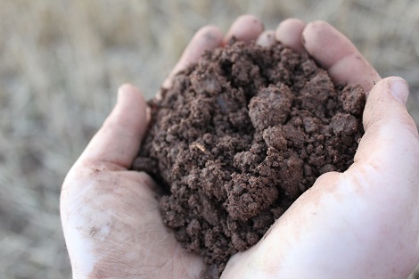 Soil Health & Management