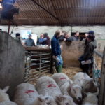  A view into a sheep shed, looking through two brick walls, with sheep in the foreground and a group of farmers in discussion in the background 