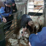 A man shearing the underbelly of a prime lamb prior to taking it to the abbatoir.  