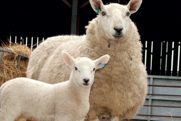 Sheep and Lamb