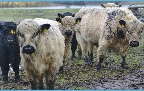 Outwintered cattle in a wet field