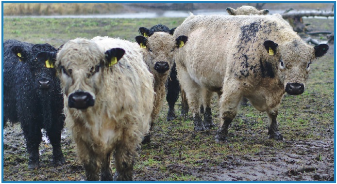 Outwintered cattle in a wet field