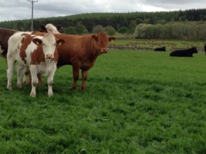 beef cattle standing in a green grass field, looking towards the camera