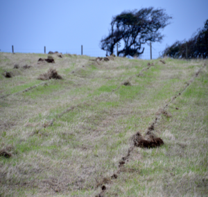 Picture showing ground after the use of a soil slitter