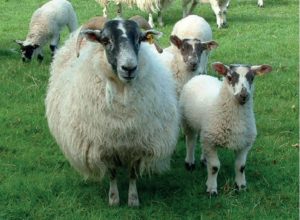 Ewe with twin lambs standing beside her