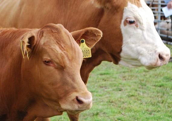 Close up photo of two cattle standing in a show field, with only their heads and shoulders in view