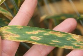 Septoria is one of the diseases that will be more severe in early drilled winter crops of wheat