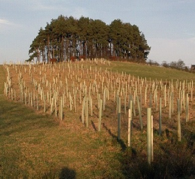 Newly planted woodland, all plants protected with tree guards.