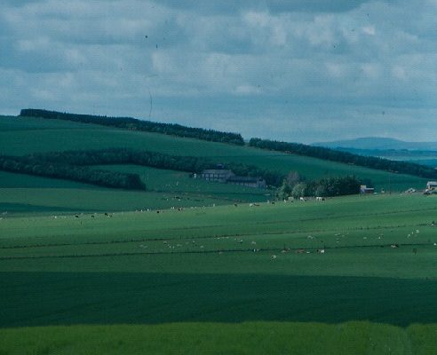landscape with woodland shelterbelts on the horizon